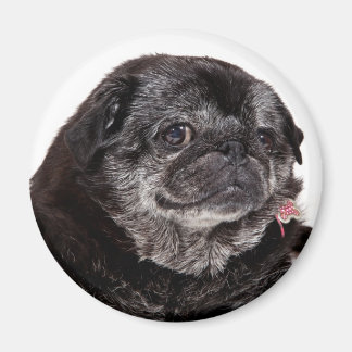 Chubbs The Wampug Magnet