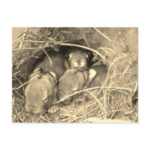 Chubby Bunny Challenge -