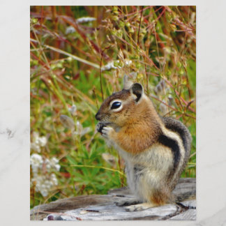 Chubby cute chipmunk on on wood stump