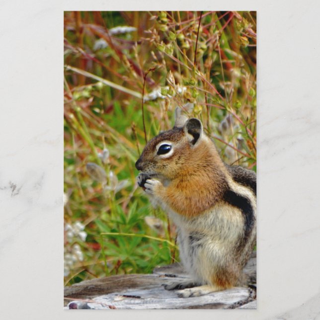 Chubby cute chipmunk on  on wood stump (Front)
