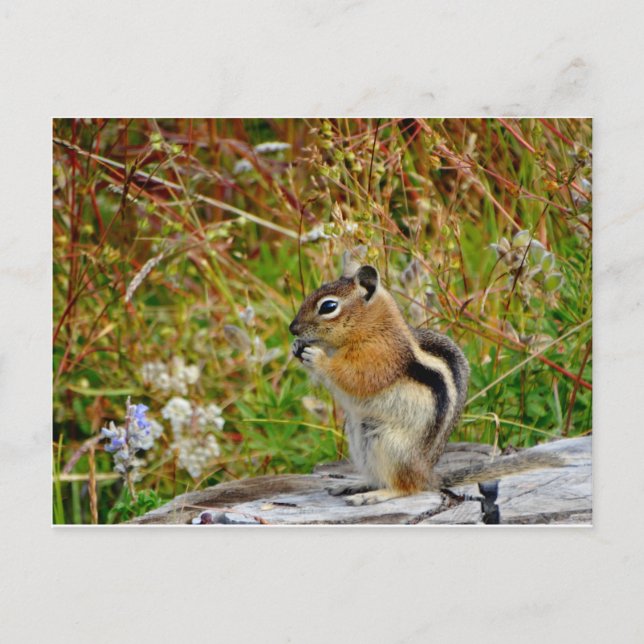 Chubby cute chipmunk on  on wood stump postcard (Front)