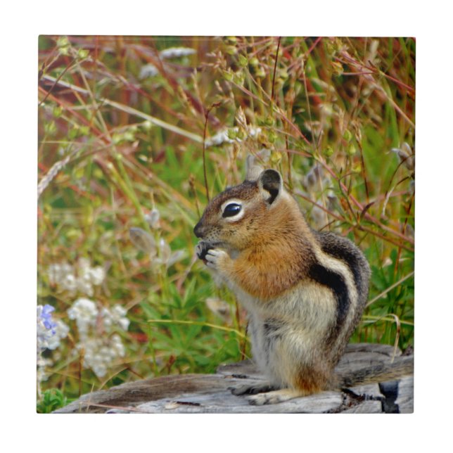 Chubby cute chipmunk on  on wood stump tile (Front)