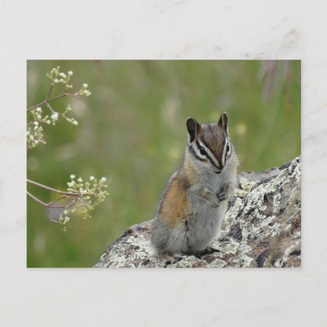 chubby cute chipmunk on rock postcard (Front)
