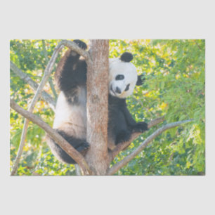 Chubby Giant Panda in a Tree Tissue Paper