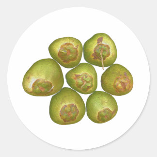 Chubby Green Coconut Classic Round Sticker