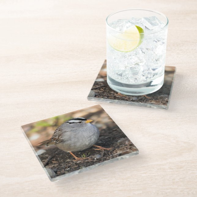 Chubby White-Crowned Sparrow in the Winter Sun Glass Coaster (Angled)