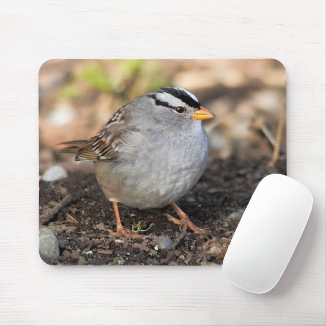 Chubby White-Crowned Sparrow in the Winter Sun Mouse Pad (With Mouse)