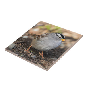 Chubby White-Crowned Sparrow in the Winter Sun Tile