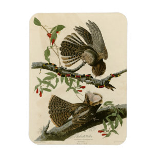 Chuck-will's Widow - Audubon's Birds of America Magnet