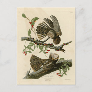 Chuck-will's Widow - Audubon's Birds of America  Postcard