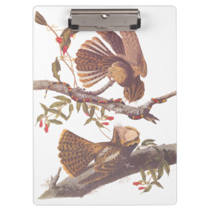 Chuck Will's Widow Nightjar with Coral Snake Clipboard