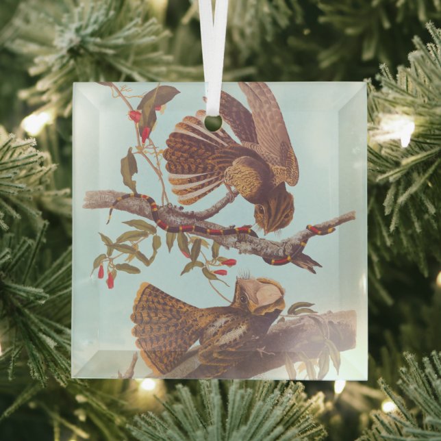 Chuck Will's Widow Nightjar with Coral Snake Glass Ornament (Insitu)