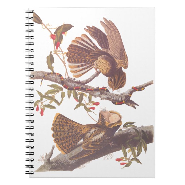 Chuck Will's Widow Nightjar with Coral Snake Notebook (Front)