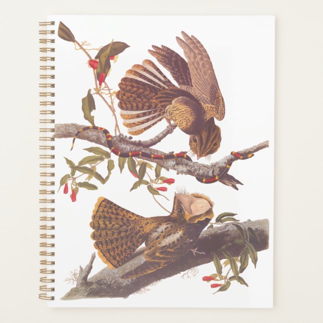 Chuck Will's Widow Nightjar with Coral Snake Planner (Front)
