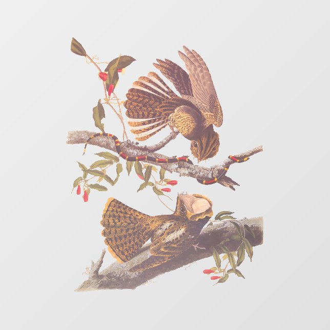 Chuck Will's Widow Nightjar with Coral Snake Window Cling (Sheet)