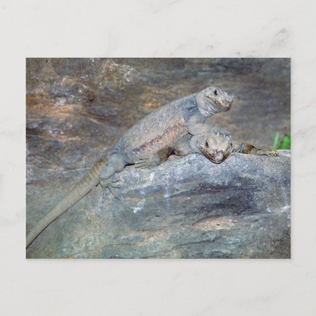 Chuckwalla Head Stand Postcard (Front)