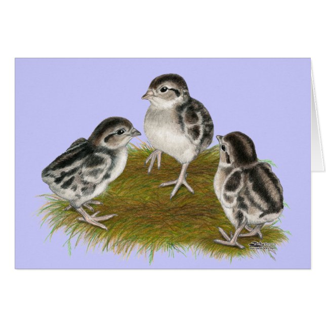 Chukar Partridge Chicks (Devant Horizontal)