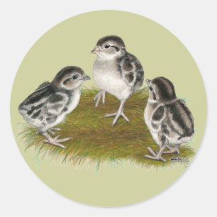 Chukar Partridge Chicks Classic Round Sticker
