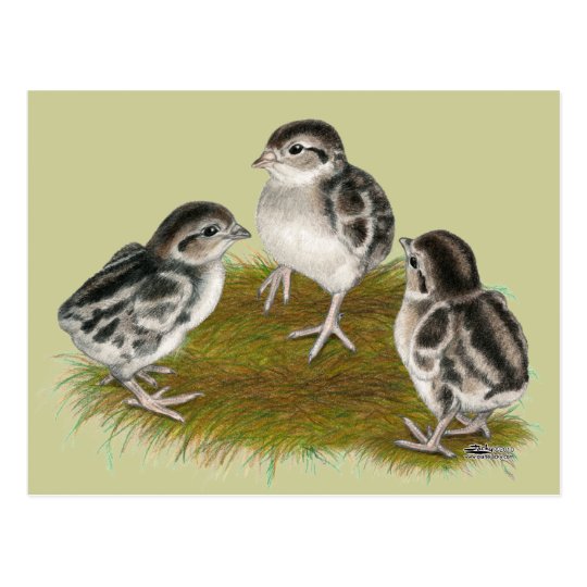 Chukar Partridge Chicks Postcard