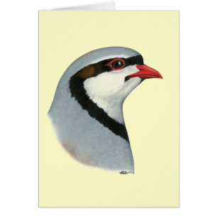 Chukar: Partridge Head