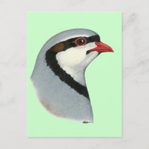 Chukar:  Partridge Head Postcard