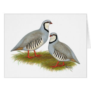 Chukar Partridge Pair