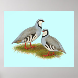 Chukar Partridge Pair Poster