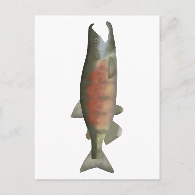 Chum Salmon - Spawn Phase Postcard (Front)