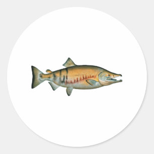 Chum Salmon (spawning phase) Classic Round Sticker