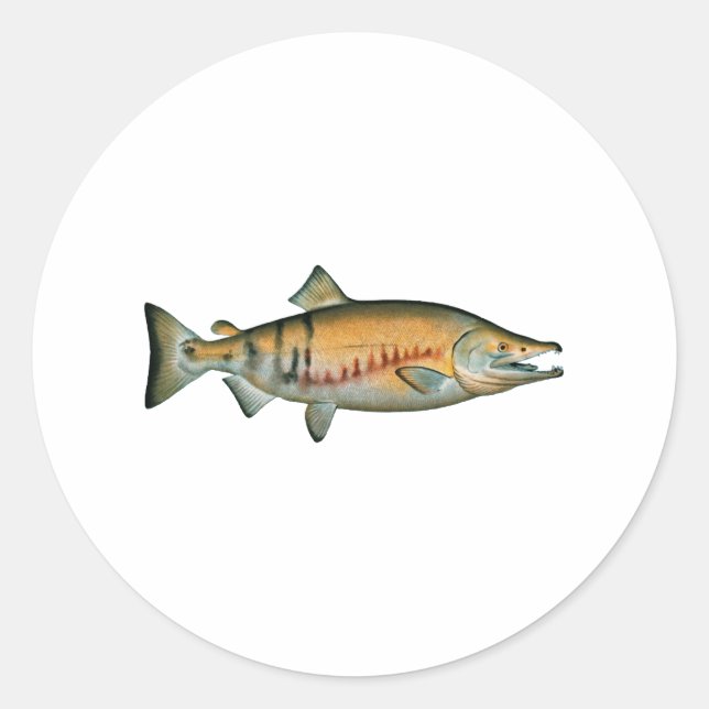Chum Salmon (spawning phase) Classic Round Sticker (Front)