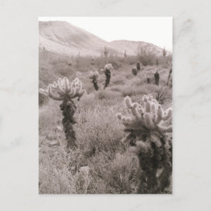 Chumping Cholla Cactus Desert B&W Photo Cartes pos