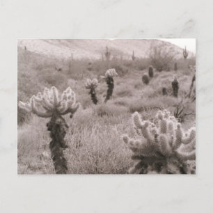 Chumping Cholla Cactus Desert B&W Photo Cartes pos