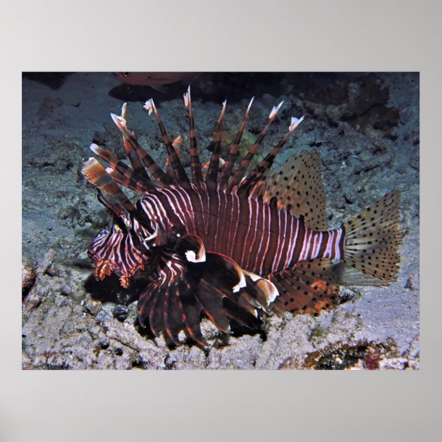 Chuncky Lionfish Poster (Front)