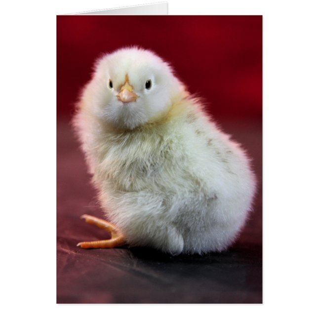 Chunky Chicky (Front)