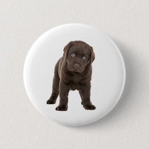 Chunky Chocolate Labrador Puppy 2 Inch Round Button