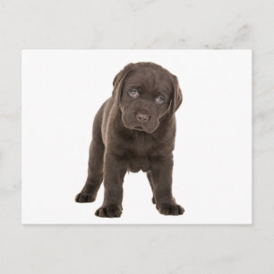 Chunky Chocolate Labrador Puppy Postcard