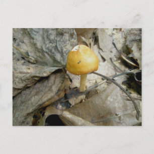 Chunky Orange Mushroom Postcard