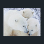 Churchill Wildlife Management Area Postcard<br><div class="desc">Richard & Susan Day / SuperStock.com | Canada, Manitoba | Polar Bears (Ursus maritimus) female and Two cubs, Churchill Wildlife Management Area, MB</div>