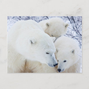 Churchill Wildlife Management Area Postcard