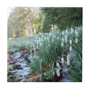 Churchyard Snowdrops in Light Snow - Ceramic Tile