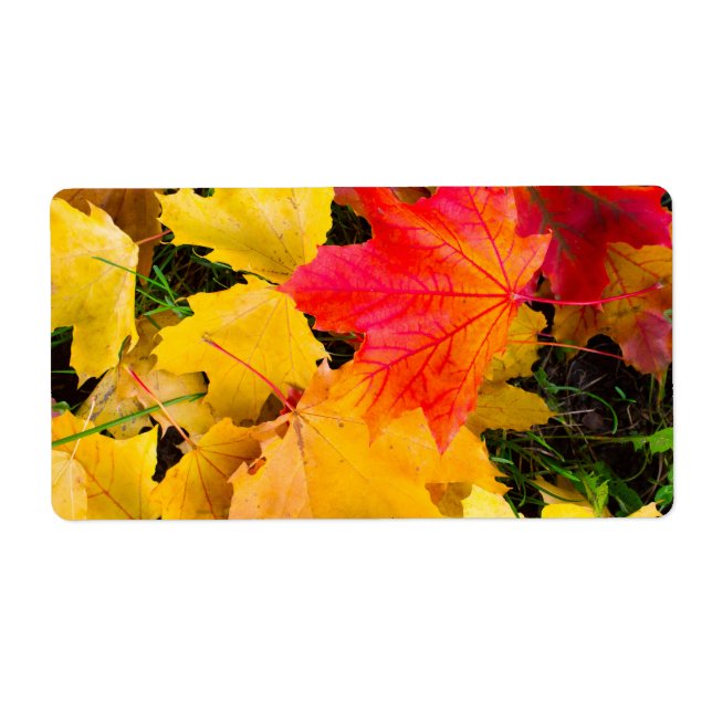 Chute des feuilles d'érable au sol (Devant)