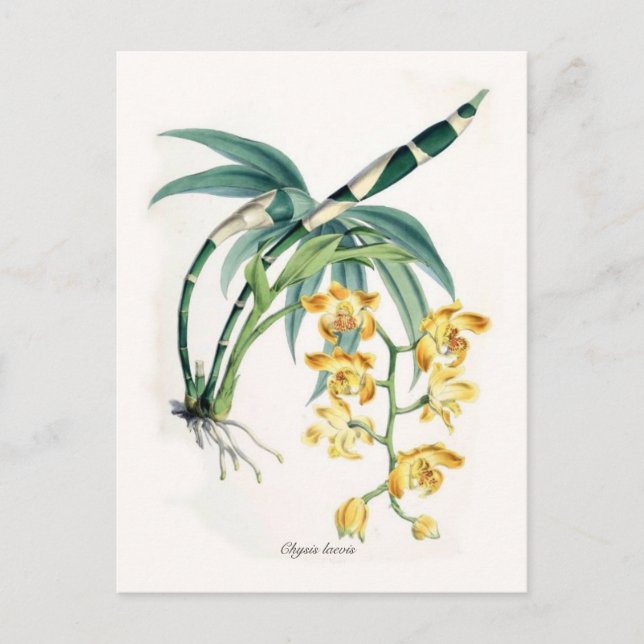 Chysis laevis postcard (Front)