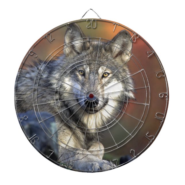 Cible De Fléchettes Loup Gris (Devant)