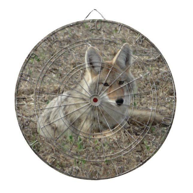 Cible De Fléchettes R22 Coyote Laying (Devant)