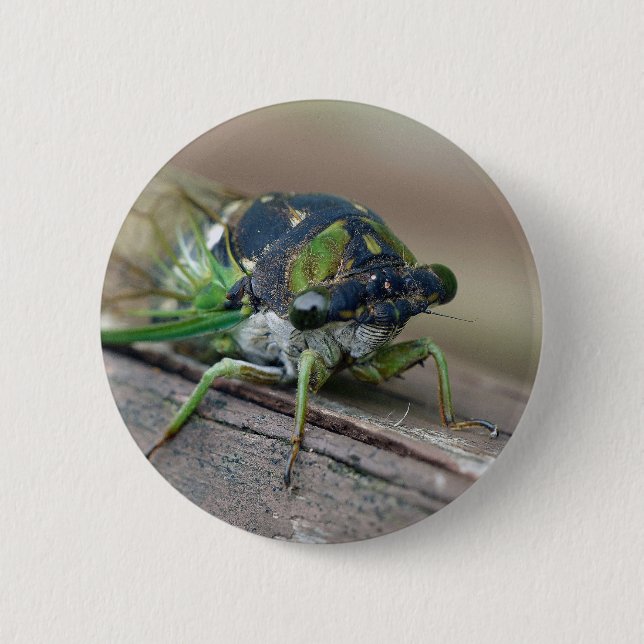 Cicada 2 Inch Round Button (Front)