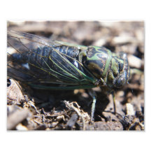 Cicada 8x10 Photo Print