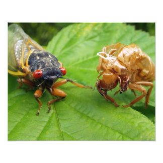 cicada and shell photo print
