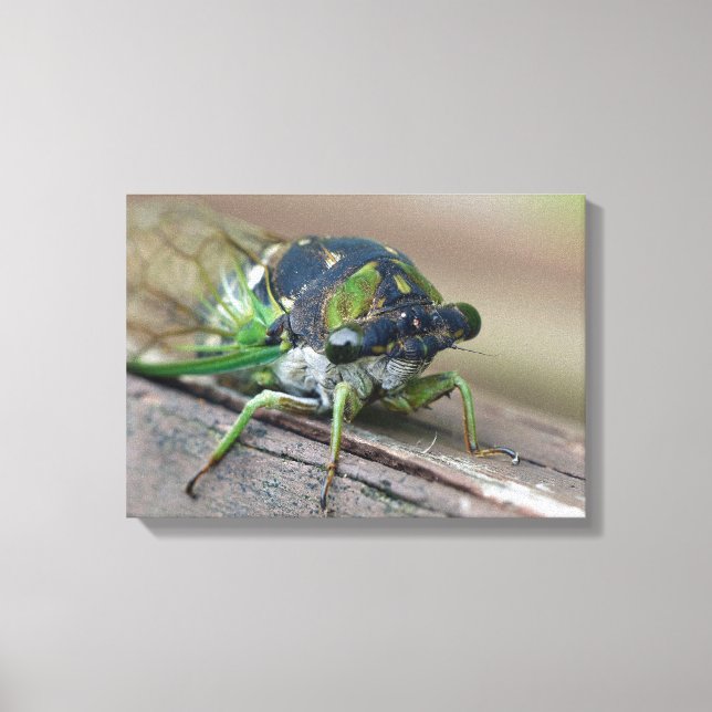 Cicada Canvas Print (Front)