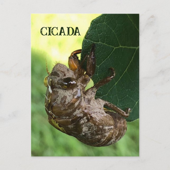 Cicada - Carte postale (Devant)