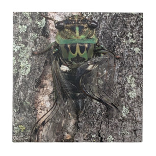 Cicada Ceramic Tile